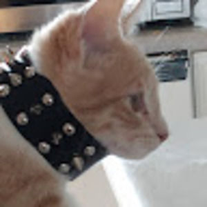 Meet your Posher, Henry